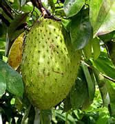 guyabano wine benefits and side effects|Guyabano, Herbal Medicine .